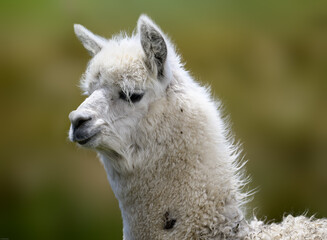 Alpaca closeup portrait on blur background