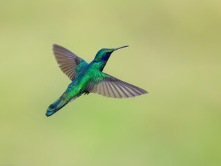 Fototapeta premium Sparkling Violetear Hummingbird in flight on green yellow blur background