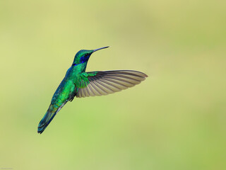 Sparkling Violetear Hummingbird  in flight on green yellow blur background