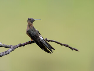 Fototapeta premium Giant Hummingbird on tree branch on green yellow blur background