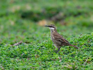 Chestnut-winged Cinclodes , high-altitude bird from Andes, Antisana, Ecuador