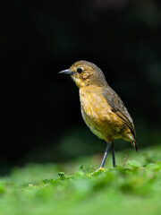 Tawny Antpitta  close-up portrait at Antisana Ecological Reserve in Ecuador 