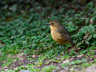 Tawny Antpitta  close-up portrait at Antisana Ecological Reserve in Ecuador 