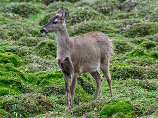 Andean White-tailed Deer on a paramo meadow in Antisana Volcano Ecological Reserve in Ecuadorian Andes