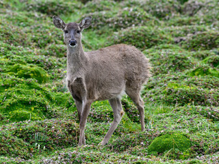 Naklejka na ściany i meble Andean White-tailed Deer on a paramo meadow in Antisana Volcano Ecological Reserve in Ecuadorian Andes