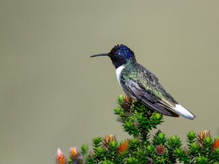Naklejka premium Ecuadorian Hillstar hummingbird feeding on the national flower of Ecuador Chuquiraga 
