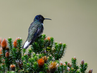Naklejka premium Ecuadorian Hillstar hummingbird on tree branch in Ecuador 