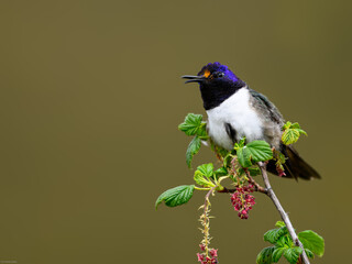 Fototapeta premium Ecuadorian Hillstar hummingbird on tree branch in Ecuador 
