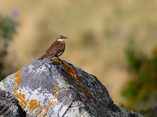 Chestnut-winged Cinclodes , high-altitude bird from Andes, Antisana, Ecuador