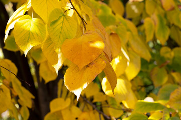 Close-up of a yellowed autumn linden leaf, still green in color, with a twig in its natural...