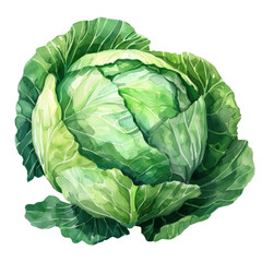 vegetable -  delicious and fresh Cabbage ,illustration watercolor isolate