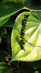 Pepper Plant 