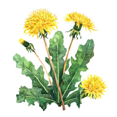 vegetable - Delicious.Dandelion greens.illustration ,.watercolor
