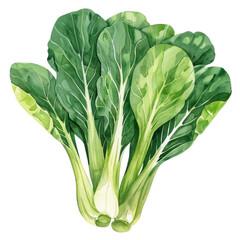 vegetable - Delicious.Green Bok choy .illustration ,.watercolor (2) - obrazy, fototapety, plakaty