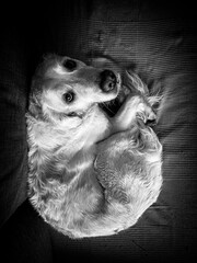 Cute dog golden retriever 