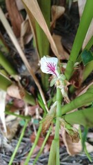 Cardamom flower
