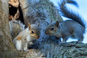 Baby Squirrels