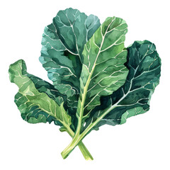 vegetable - Flavorful.Collard greens.illustration ,.watercolor - obrazy, fototapety, plakaty