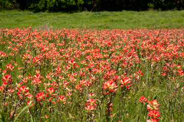 A bright patch of beautiful, red Indian Paintbrush flowers growing in a field on a sunny, Spring morning.