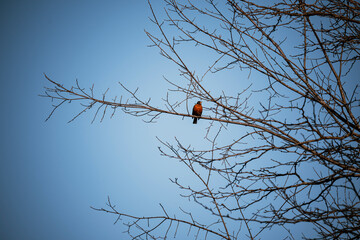 American Robin Perched on a Branch