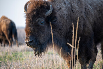 American Bison in the Prairie