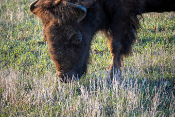 American Bison in the Prairie