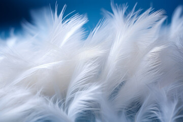 Soft White Feathers on Serene Blue Background