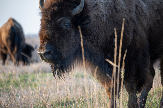 American Bison in the Prairie