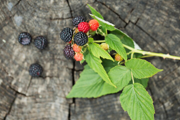 Wild black forest raspberries