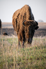 American Bison in the Prairie