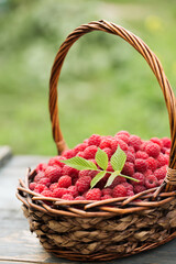 Fototapeta na wymiar A wicker basket full of ripe raspberries
