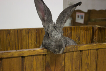 A Grey Rabbit's Curious Gaze Over the Wooden Fence