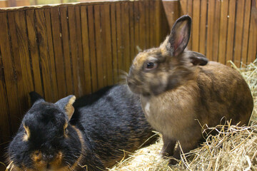 Black and Brown Rabbits Together in Hay