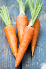 Fresh juicy farm carrot with green top