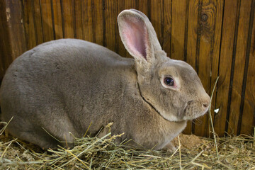 Large Grey Rabbit in a Wooden Enclosure