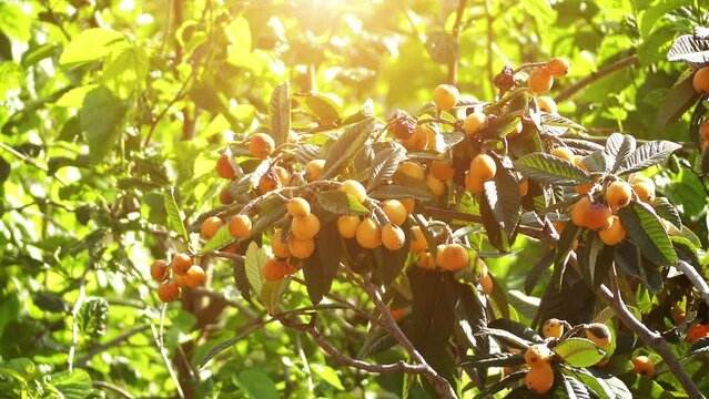 Loquat (Eriobotrya japonica, pipa, pei paa) is species of flowering plant in family Rosaceae, native to cooler hill regions of China to south-central China.