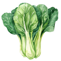 vegetable - Luscious.Green Bok choy .illustration ,.watercolor - obrazy, fototapety, plakaty