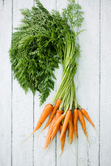 Fresh juicy farm carrot with green top - obrazy, fototapety, plakaty