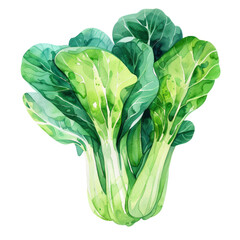 vegetable - Nice.Bok choy.illustration ,.watercolor. - obrazy, fototapety, plakaty