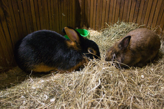 Black and Brown Rabbits in Straw Nest
