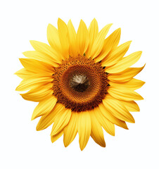A beauty sunflower isolated on a white background