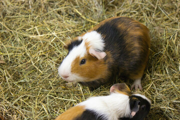 Tricolor Guinea Pig on a Hay Bed