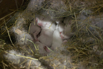 Newborn Rabbits Snuggled in Straw Nest