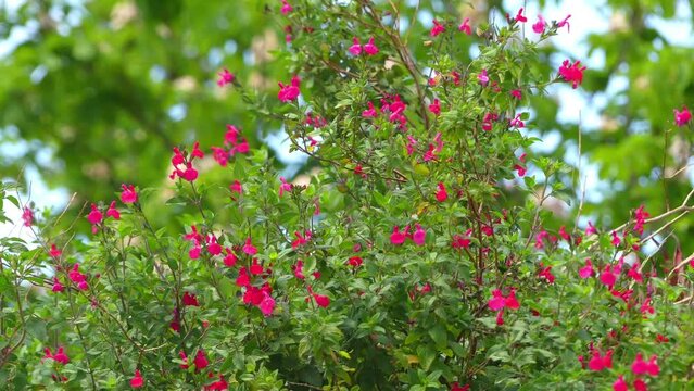 Salvia greggii (autumn sage) is a herbaceous perennial native to a long, narrow area from southwest Texas, through the Chihuahuan Desert and into the Mexican state of San Luis Potosi