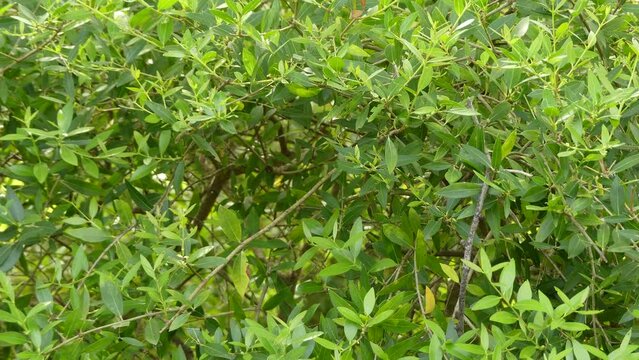 Phillyrea latifolia, commonly known as green olive tree or mock privet, is a species of tree in the family Oleaceae.