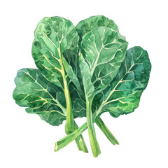 vegetable - Scrumptious.Collard greens.illustration ,.watercolor