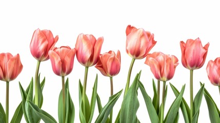 Fototapeta premium tulips on white background generative ai