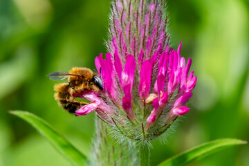 Brown honey bee with white/silver eye on a wild purple clover or Trifolium purpureum growing on Ramat Menashe Park in Israel.
