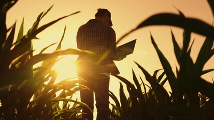 Farmer man in corn field works. Business Farm, Farmer with laptop in green corn field. Agriculture...