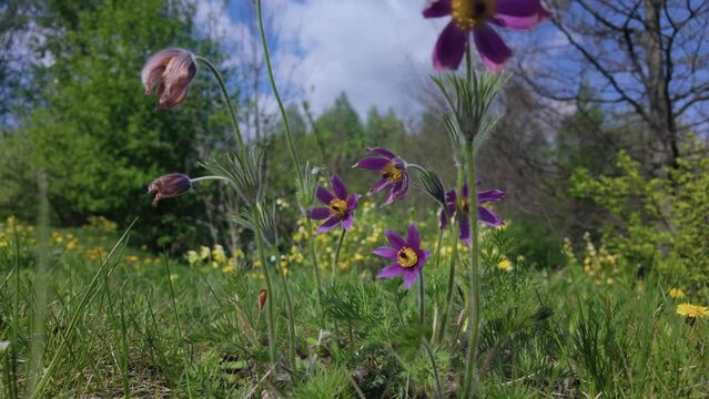 Blooming pasqueflower on meadow at spring time, spring landscape, close up